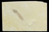 Fossil Mantis Shrimp (Pseudosculda) - Lebanon #123988-1